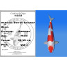 Koi Japon Nisai Doitsu Kohaku eleveur Shinoda 40-42 cm