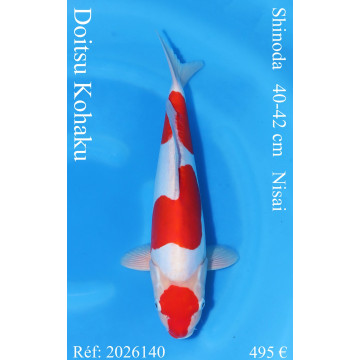 Koi Japon Nisai Doitsu Kohaku eleveur Shinoda 40-42 cm