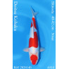 Koi Japan Nisai Doitsu Kohaku kweker Shinoda 40-42 cm