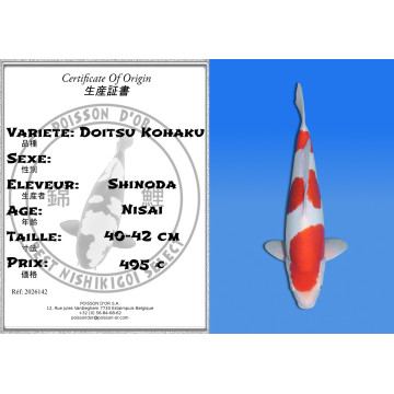 Koi Japon Nisai Doitsu Kohaku eleveur Shinoda 40-42 cm
