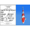 Koi Japan Nisai Doitsu Kohaku kweker Shinoda 40-42 cm