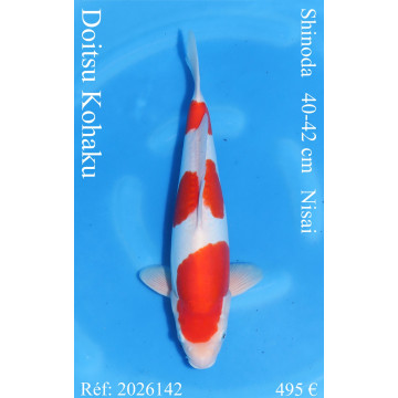 Koi Japon Nisai Doitsu Kohaku eleveur Shinoda 40-42 cm