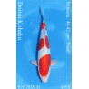 Koi Japan Nisai Doitsu Kohaku kweker Shinoda 40-42 cm