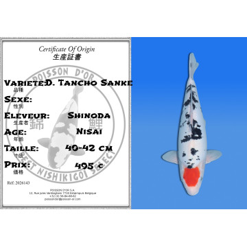 Koi Japan Nisai D. Tancho Sanke kweker Shinoda 40-42 cm