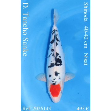 Koi Japon Nisai D. Tancho Sanke eleveur Shinoda 40-42 cm