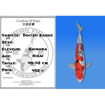 Koi Japan Nisai Doitsu Sanke kweker Shinoda 40-42 cm