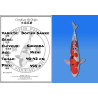 Koi Japan Nisai Doitsu Sanke kweker Shinoda 40-42 cm