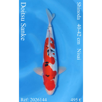 Koi Japan Nisai Doitsu Sanke kweker Shinoda 40-42 cm