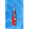 Koi Japan Nisai Doitsu Sanke kweker Shinoda 40-42 cm