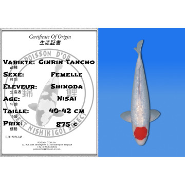 Koi Japan Nisai Ginrin Tancho Vrouw kweker Shinoda 40-42 cm