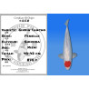 Koi Japan Nisai Ginrin Tancho Vrouw kweker Shinoda 40-42 cm