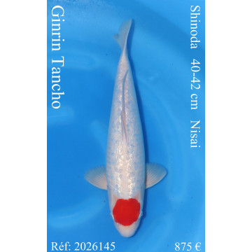 Koi Japon Nisai Ginrin Tancho Femelle eleveur Shinoda 40-42 cm