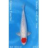 Koi Japan Nisai Ginrin Tancho Vrouw kweker Shinoda 40-42 cm