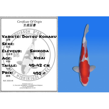 Koi Japan Nisai Doitsu Kohaku kweker Shinoda 40-42 cm