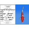 Koi Japan Nisai Doitsu Kohaku kweker Shinoda 40-42 cm