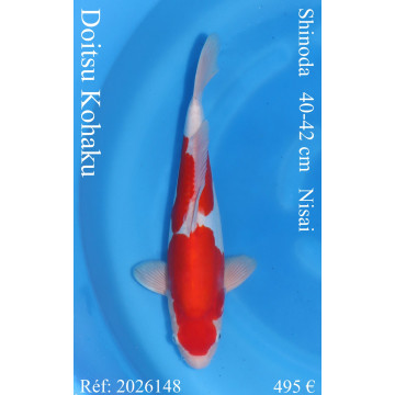 Koi Japan Nisai Doitsu Kohaku kweker Shinoda 40-42 cm