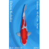 Koi Japon Nisai Doitsu Kohaku eleveur Shinoda 40-42 cm