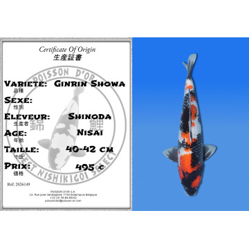 Koi Japan Nisai Ginrin Showa kweker Shinoda 40-42 cm
