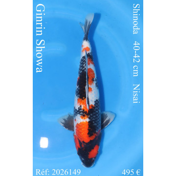 Koi Japan Nisai Ginrin Showa kweker Shinoda 40-42 cm