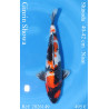 Koi Japan Nisai Ginrin Showa kweker Shinoda 40-42 cm