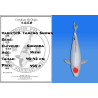 Koi Japan Nisai D. Tancho Showa kweker Shinoda 40-42 cm