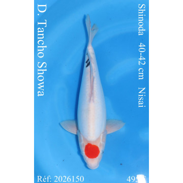 Koi Japon Nisai D. Tancho Showa eleveur Shinoda 40-42 cm