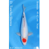 Koi Japan Nisai D. Tancho Showa kweker Shinoda 40-42 cm