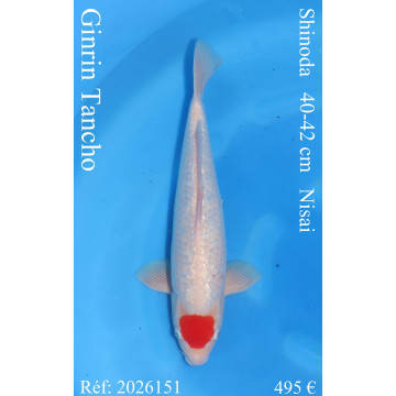 Koi Japan Nisai Ginrin Tancho kweker Shinoda 40-42 cm