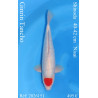 Koi Japan Nisai Ginrin Tancho kweker Shinoda 40-42 cm