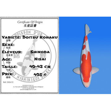 Koi Japon Nisai Doitsu Kohaku eleveur Shinoda 40-42 cm