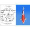 Koi Japan Nisai Doitsu Kohaku kweker Shinoda 40-42 cm