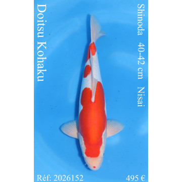 Koi Japan Nisai Doitsu Kohaku kweker Shinoda 40-42 cm