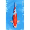 Koi Japan Nisai Doitsu Kohaku kweker Shinoda 40-42 cm