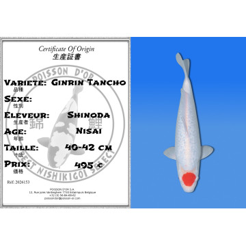Koi Japan Nisai Ginrin Tancho kweker Shinoda 40-42 cm