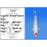Koi Japan Nisai Ginrin Tancho kweker Shinoda 40-42 cm