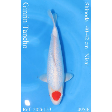 Koi Japon Nisai Ginrin Tancho eleveur Shinoda 40-42 cm