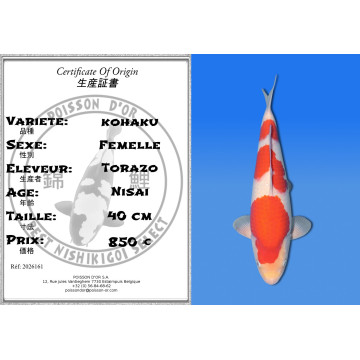 Koi Japan Nisai kohaku Vrouw kweker Torazo 40 cm