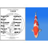 Koi Japan Nisai kohaku Vrouw kweker Torazo 40 cm