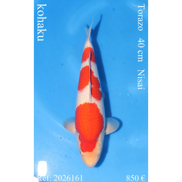 Koi Japan Nisai kohaku Vrouw kweker Torazo 40 cm