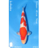 Koi Japan Nisai kohaku Vrouw kweker Torazo 40 cm