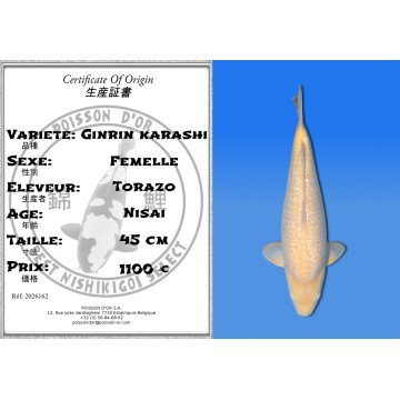 Koi Japan Nisai Ginrin karashi Vrouw kweker Torazo 45 cm