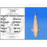 Koi Japon Nisai Ginrin karashi Femelle eleveur Torazo 45 cm