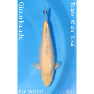 Koi Japan Nisai Ginrin karashi Vrouw kweker Torazo 45 cm