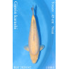 Koi Japon Nisai Ginrin karashi Femelle eleveur Torazo 45 cm