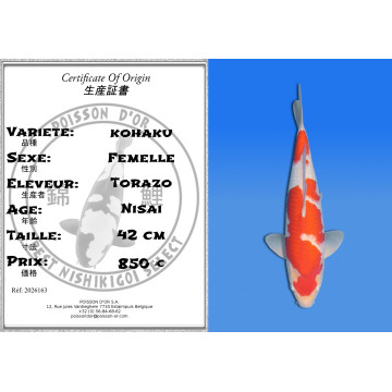 Koi Japan Nisai kohaku Vrouw kweker Torazo 42 cm