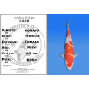 Koi Japon Nisai kohaku Femelle eleveur Torazo 42 cm