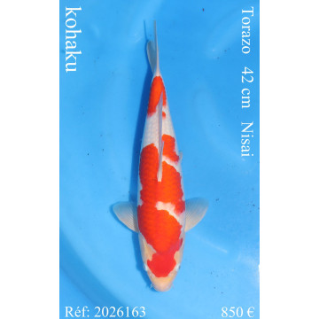 Koi Japan Nisai kohaku Vrouw kweker Torazo 42 cm
