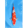 Koi Japan Nisai kohaku Vrouw kweker Torazo 42 cm