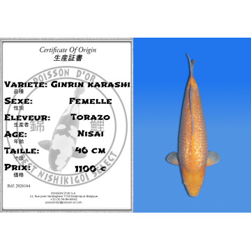 Koi Japan Nisai Ginrin karashi Vrouw kweker Torazo 46 cm