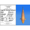 Koi Japan Nisai Ginrin karashi Vrouw kweker Torazo 46 cm
